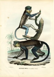 Singe Mona, 1863-79
